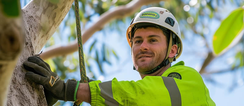 About Smart Tree Removal Brisbane