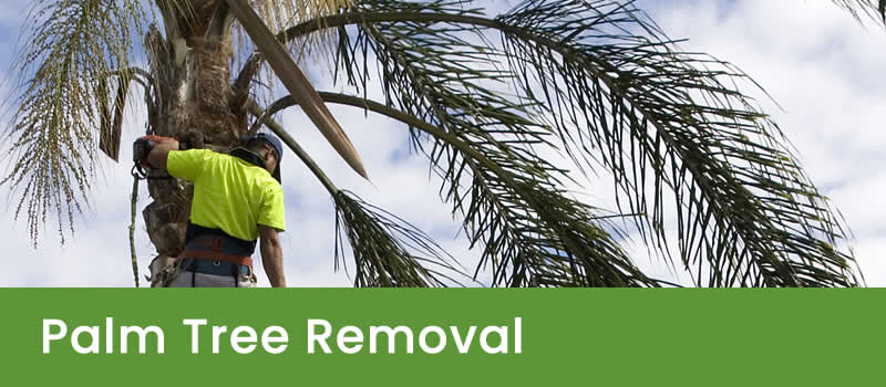 Palm Tree Removal in Brisbane