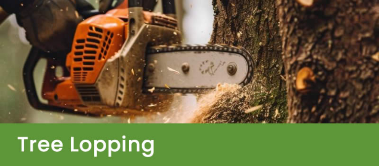 Tree Lopping Brisbane | Smart Tree Removal - Expert Services
