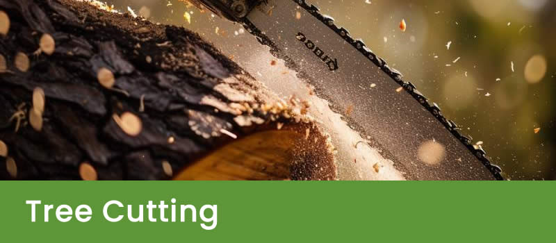 Expert Tree Loppers in Brisbane | Professional Arborists Expert Tree Loppers in Brisbane | Professional Arborists