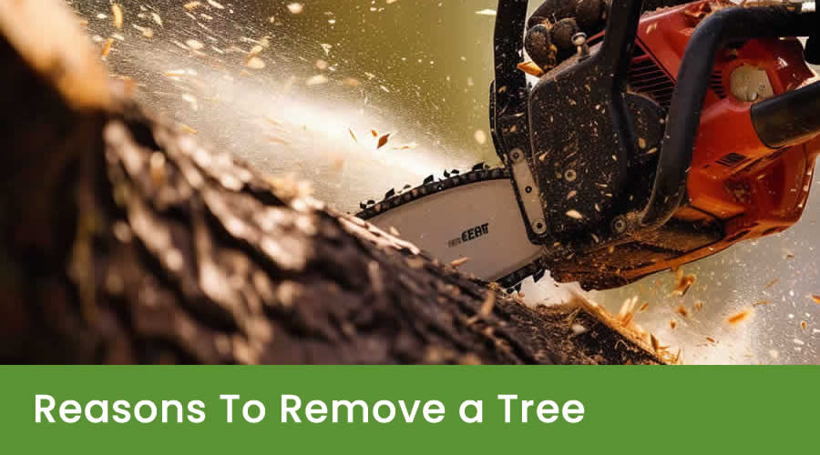 4 Reasons to Remove a Tree Before It Becomes Dangerous 4 Reasons to Remove a Tree Before It Becomes Dangerous